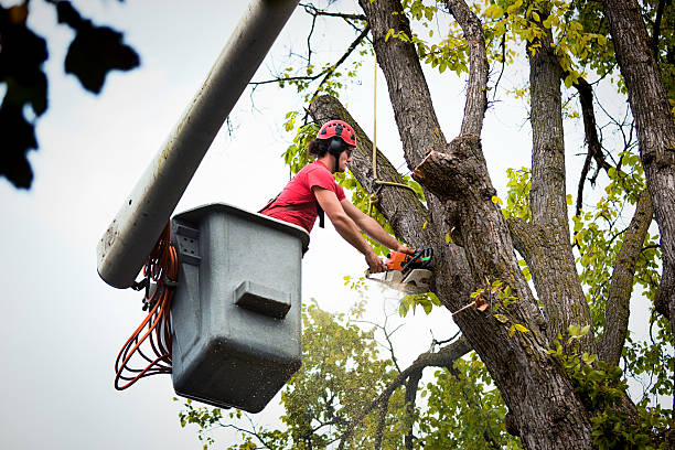 Best Emergency Tree Removal  in La Porte, IN